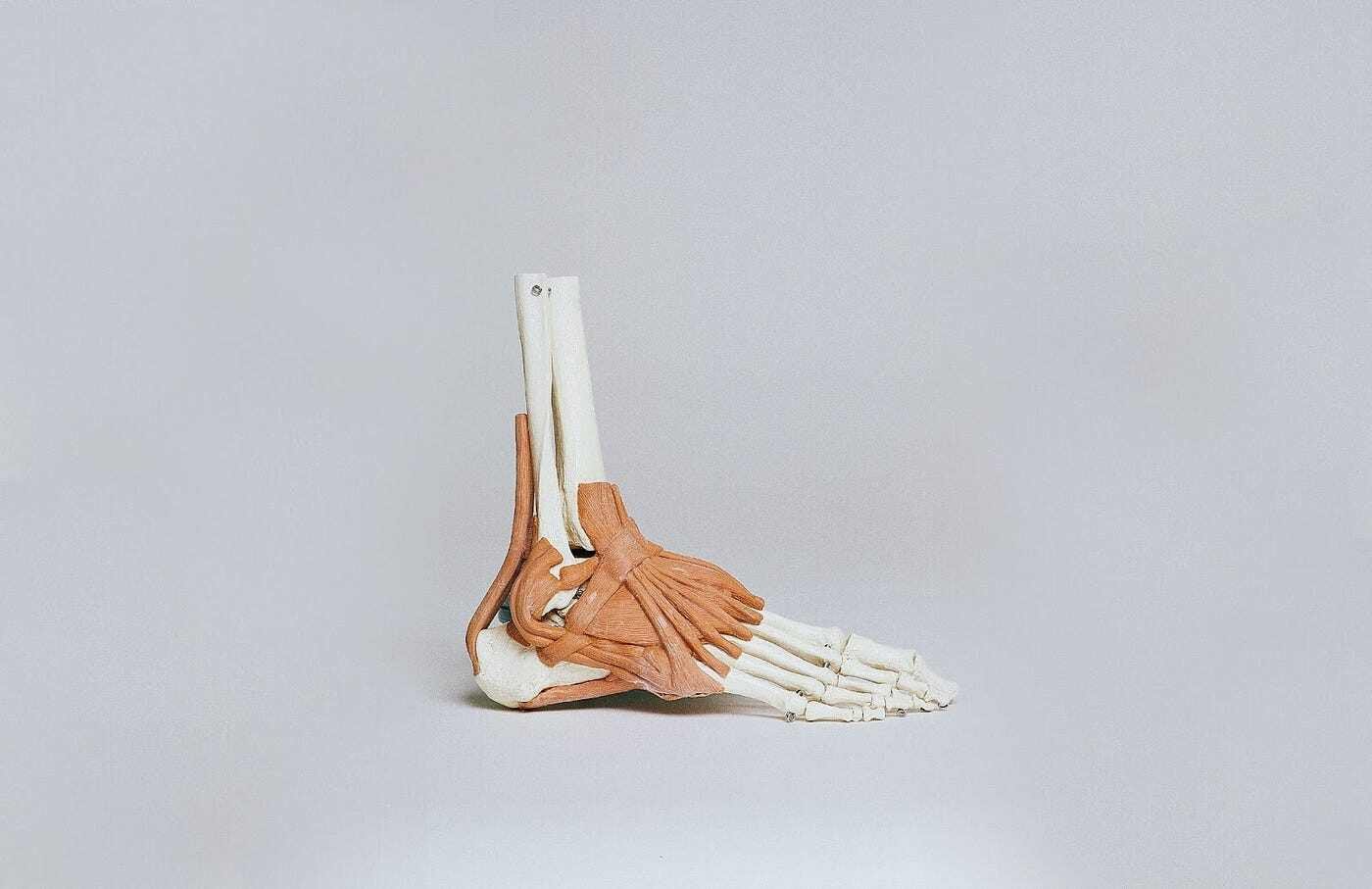 dorsiflex and plantarflex ankle image