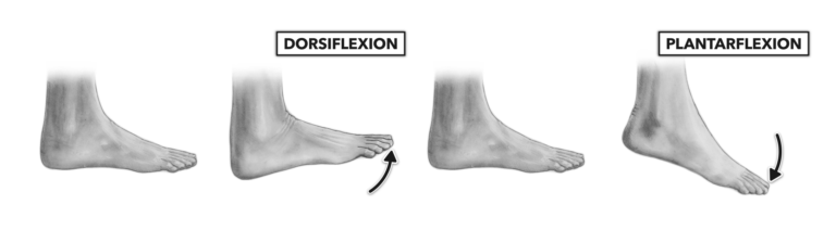dorsiflexion-plantarflexion-example